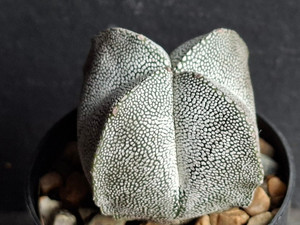 Astrophytum myriostigma cv onzuka - #819
