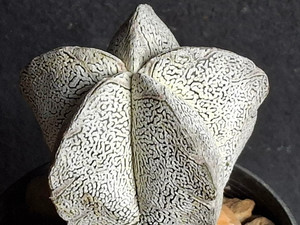 Astrophytum myriostigma cv onzuka - #818