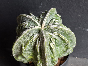 Astrophytum myriostigma cv fukuryu - #148