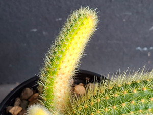 Cleistocactus aureispina x Hildewintera colademononis- Variegated #CH25