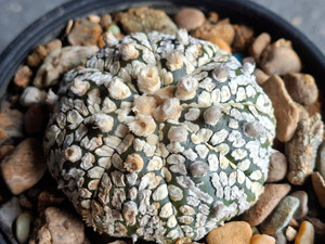 Astrophytum asterias cv superkabuto #SK348
