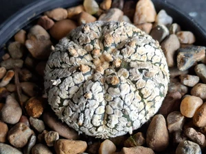 Astrophytum asterias cv superkabuto #SK350