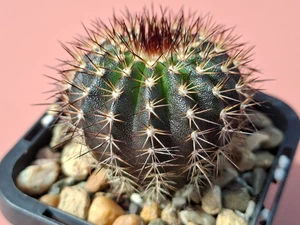 Uebelmannia hybrid- UEBH4