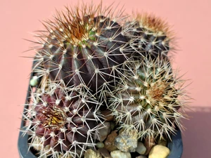 Uebelmannia hybrid- UEBH5 - **4 plants**