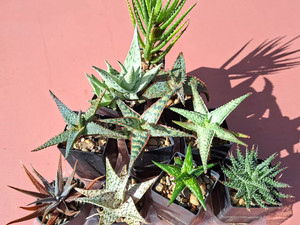 10 assorted aloe plants- PACK#1