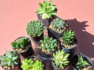10 assorted haworthia plants- PACK#18