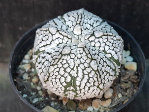Astrophytum coahuilense hybrid  #ACH116