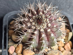 Uebelmannia hybrid- UEBH10