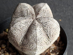 Astrophytum myriostigma cv onzuka - #821