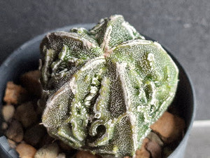 Astrophytum myriostigma cv fukuryu - #150