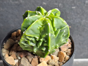 Astrophytum myriostigma cv fukuryu - #151