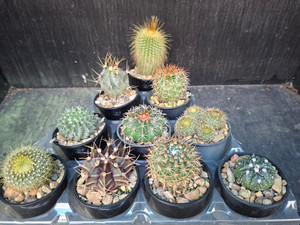 10 assorted cacti plants- PACK#56