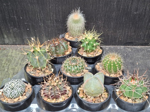 10 assorted cacti plants- PACK#57