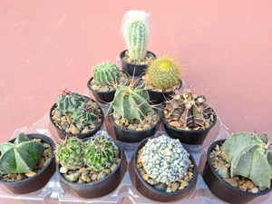 10 assorted cacti plants- PACK#59