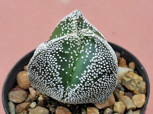 Astrophytum myriostigma v tricostatum #ATRI23