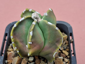 Astrophytum myriostigma  #ATRI26