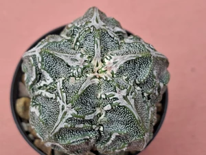 Astrophytum myriostigma cv fukuryu - #156