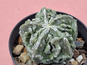 Astrophytum myriostigma cv fukuryu - #159