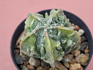 Astrophytum myriostigma cv fukuryu - #160