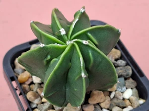 Astrophytum myriostigma cv fukuryu - #161
