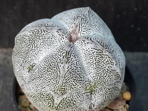 Astrophytum myriostigma cv onzuka - #826