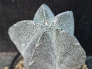 Astrophytum myriostigma cv onzuka - #830