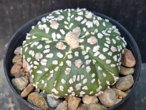 Astrophytum asterias cv fukuryu-  #AAF10