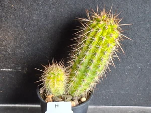 Variegated Thelegonus x Echinopsis mamillosa v subulata- CACVPLANT-H