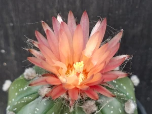 Astrophytum asterias  #AA152