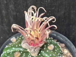 Astrophytum asterias shiowa flower #SHI33