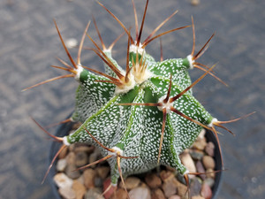 Astrophytum ornatum Astrophytum ornatum