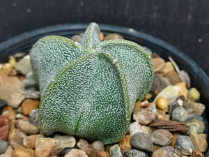Astrophytum coahuilense Astrophytum coahuilense