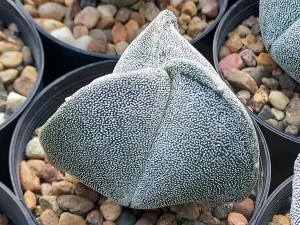 Astrophytum myriostigma v tricostatum online AU