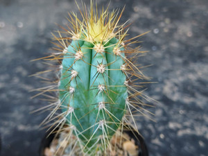 Pilosocereus azureus Pilosocereus azureus