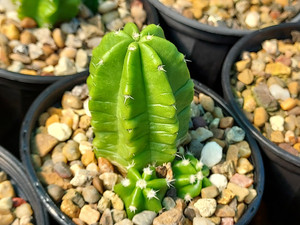 Echinocereus viereckii ssp morricallii