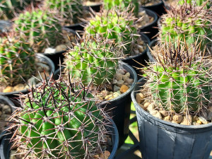 Echinopsis aurea Echinopsis aurea