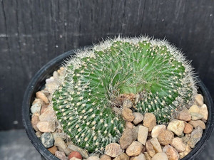 Echinopsis crested / cristate Echinopsis crested / cristate