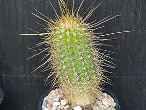 Echinopsis huascha Echinopsis huascha