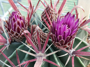 Ferocactus latispinus cactus flower