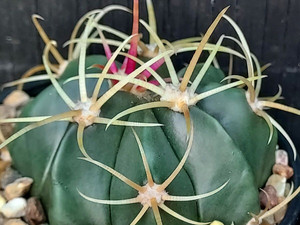 Ferocactus macrodiscus Ferocactus macrodiscus