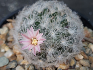 Mammillaria plumosa