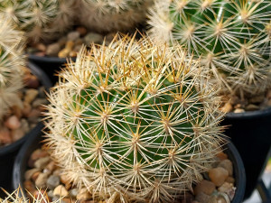 Matucana krahnii Matucana krahnii