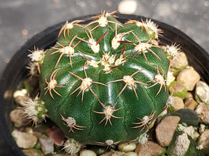 Matucana polzii Matucana polzii