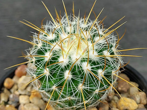 Stenocactus albatus Stenocactus albatus
