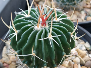 Stenocactus lamellosus Stenocactus lamellosus