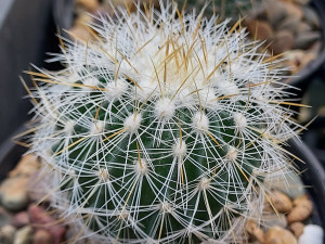 Stenocactus ochoterenanus Stenocactus ochoterenanus
