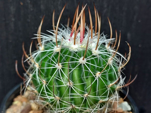 Stenocactus zacatecasensis Stenocactus zacatecasensis