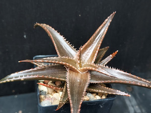 Aloe 'brass hat'