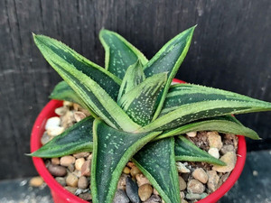 Gasteraloe 'New Dawn' Gasteraloe 'New Dawn'