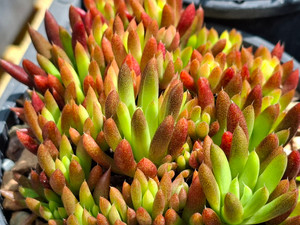 Orostachys erubescens 'tume-renge'